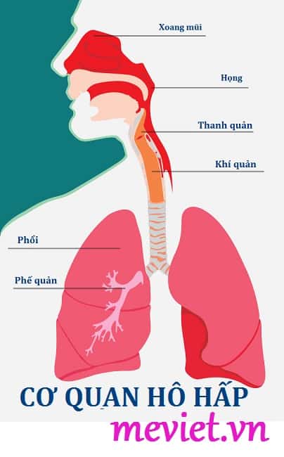 benh duong ho hap