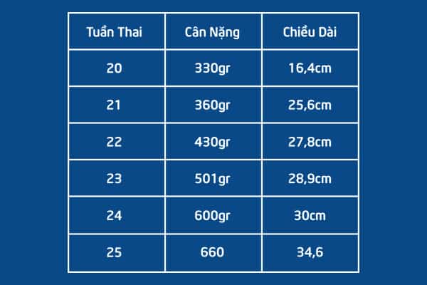 can nang thai nhi theo tuan